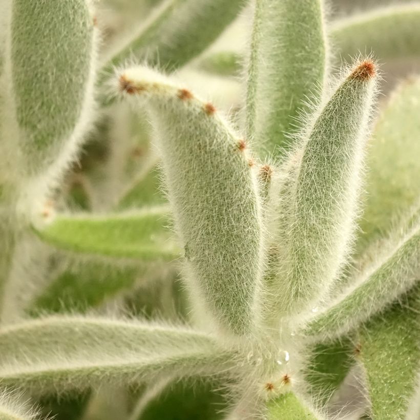 Kalanchoe tomentosa - Pandaplant (Blad)