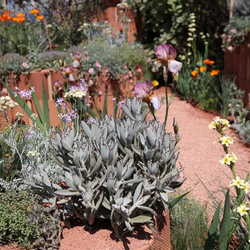 Kalanchoe tomentosa - Pandaplant (Groeiplaats)