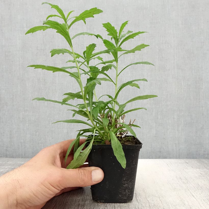 Exemplaar van Kalimeris incisa Alba - Zomeraster Kweekpotje van 8/9 cm zoals geleverd in de lente