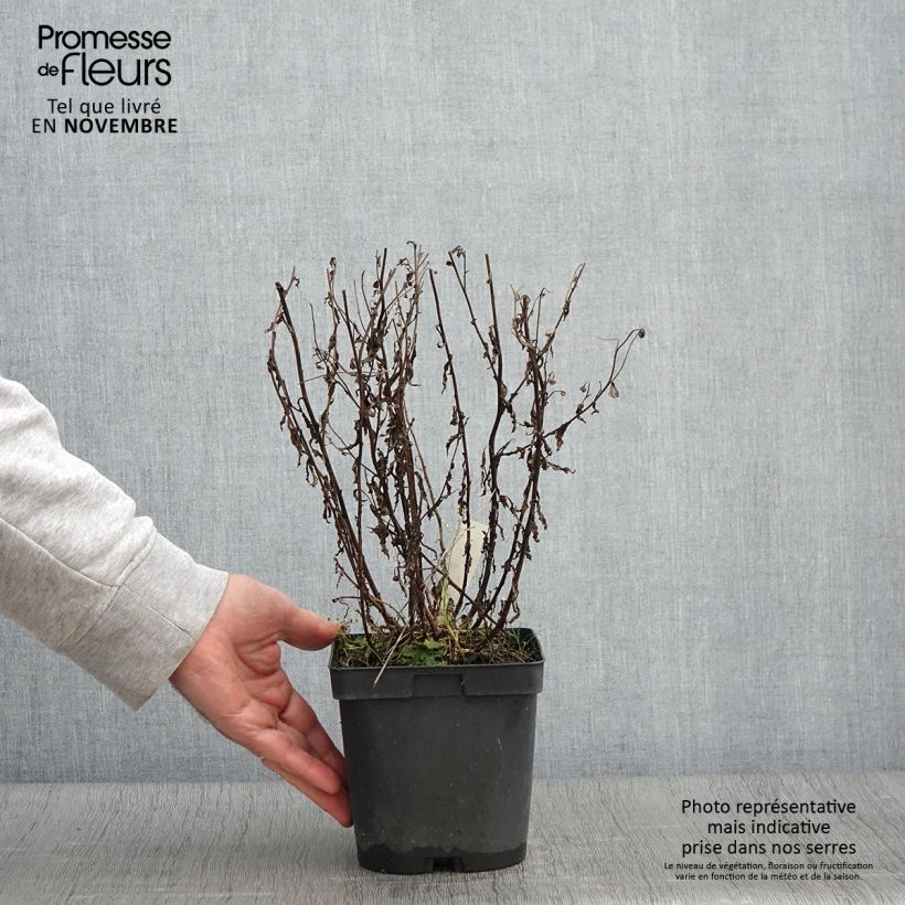 Exemplaar van Kalimeris incisa Blue Star - Zomeraster Pot van 2 l/3 l zoals geleverd in de herfst