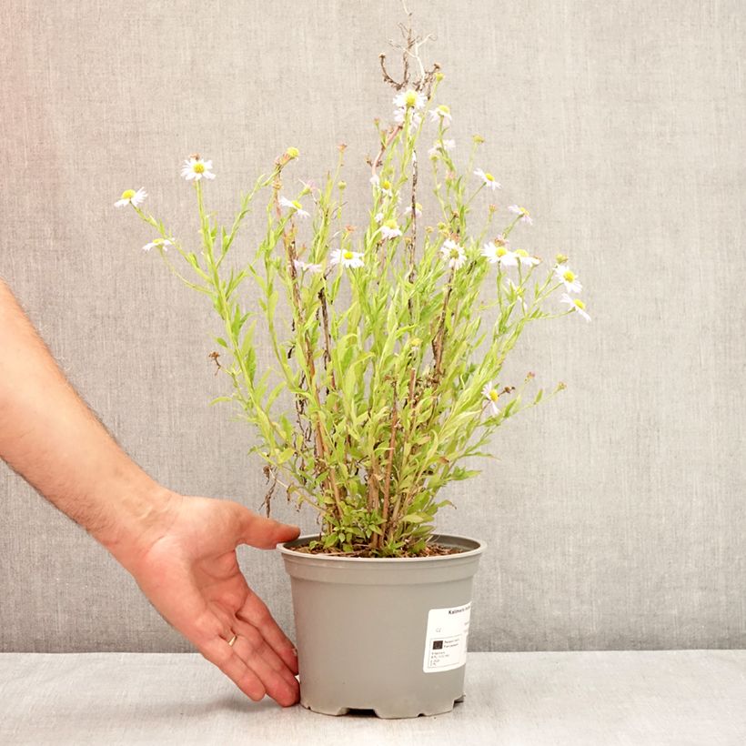 Exemplaar van Kalimeris incisa Charlotte - Zomeraster Pot van 2 l/3 l zoals geleverd in de zomer