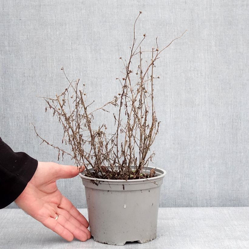 Exemplaar van Kalimeris incisa Charlotte Pot de 2L/3L zoals geleverd in de winter