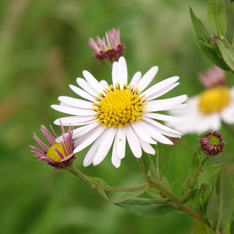 Kalimeris incisa Madiva - Zomeraster (Bloei)