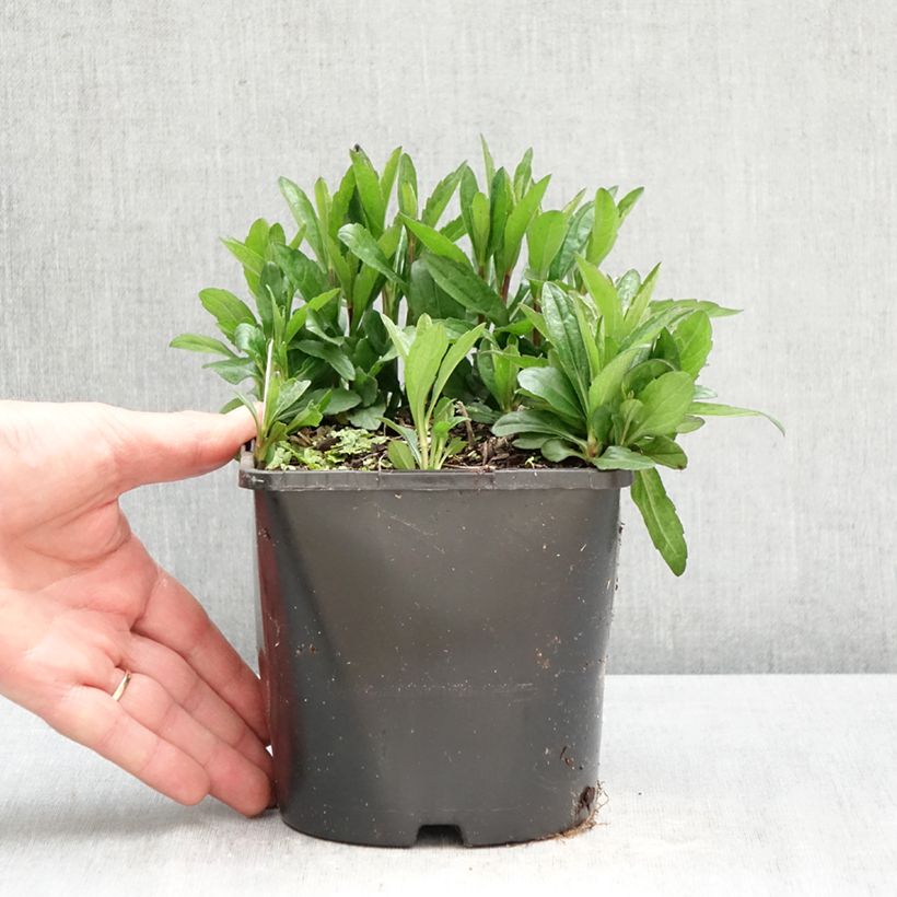 Exemplaar van Kalimeris incisa Nana Blue - Zomeraster Pot van 2 l/3 l zoals geleverd in de lente