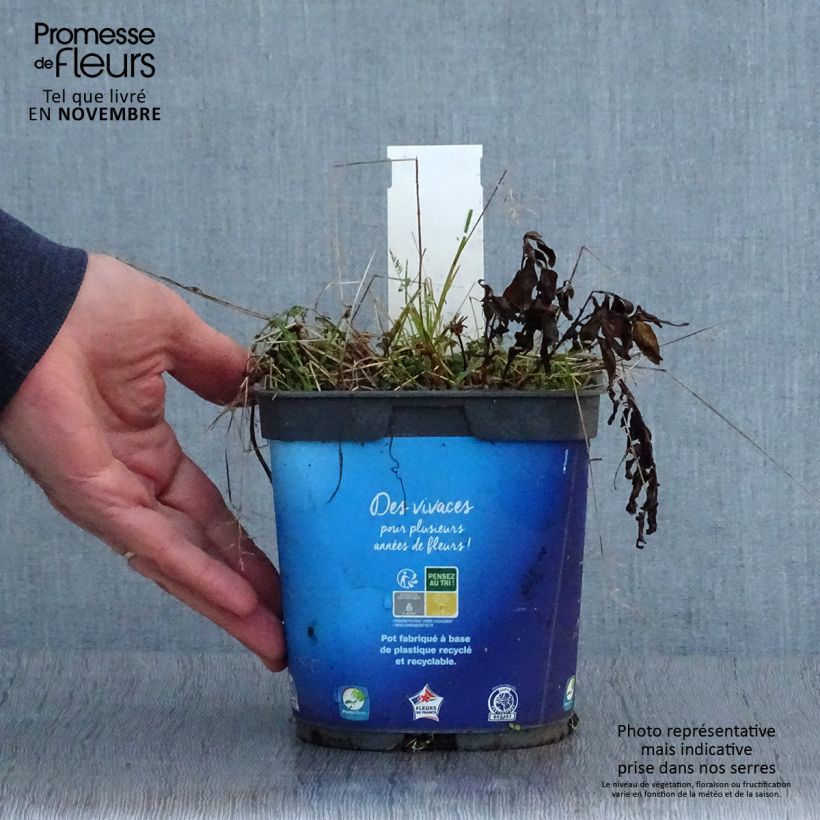 Exemplaar van Kalimeris incisa - Zomeraster Pot van 2 l/3 l zoals geleverd in de herfst