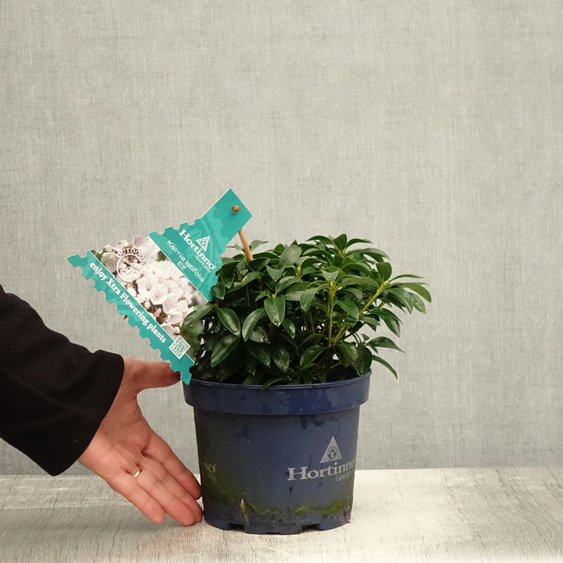 Exemplaar van Kalmia latifolia Elf - Lepeltjesboom Pot van 3 l/4 l zoals geleverd in de herfst