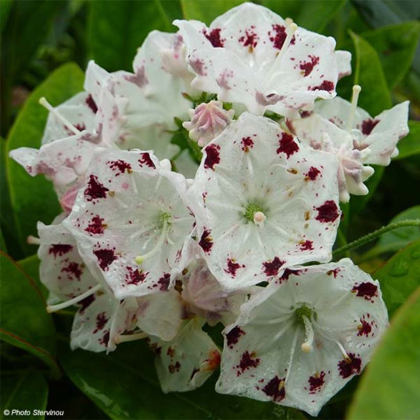 Kalmia latifolia Freckles - Lepeltjesboom (Bloei)