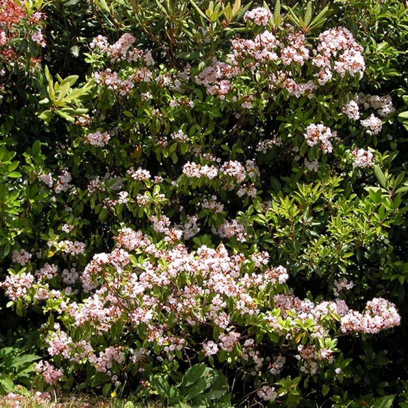 Kalmia latifolia Freckles - Lepeltjesboom (Groeiplaats)
