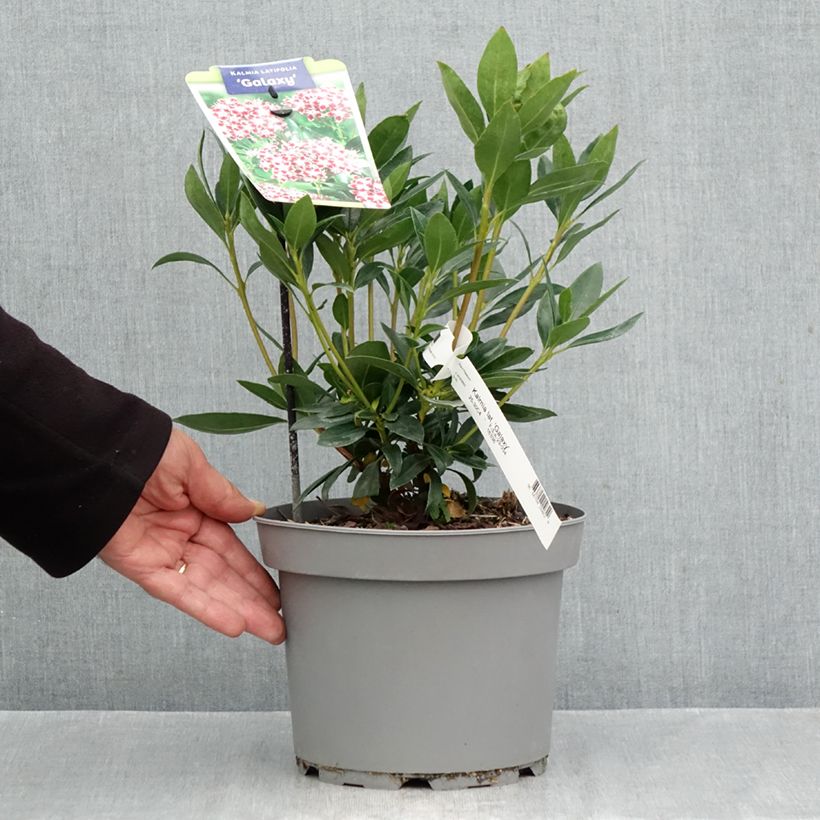Exemplaar van Kalmia latifolia Galaxy - Lepeltjesboom Pot van 4 l/5 l zoals geleverd in de herfst