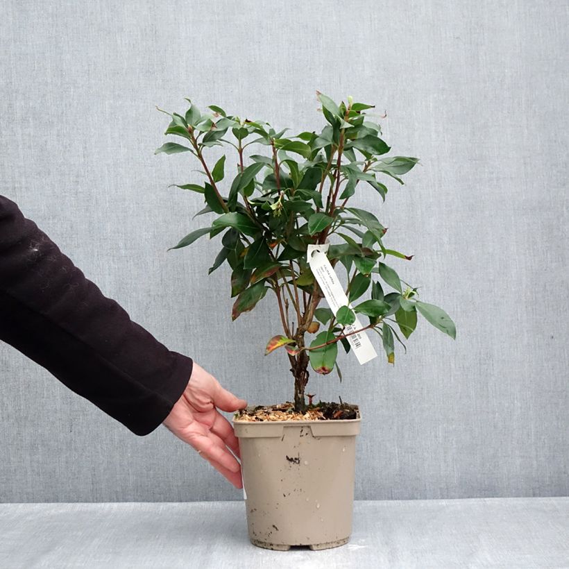 Exemplaar van Kalmia latifolia Ideal - Lepeltjesboom Pot van 3 l/4 l zoals geleverd in de herfst
