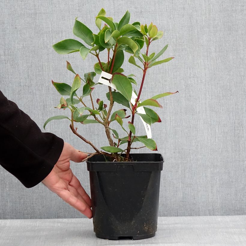 Exemplaar van Kalmia latifolia Ideal - Laurier des montagnes Pot de 3L/4L zoals geleverd in de winter