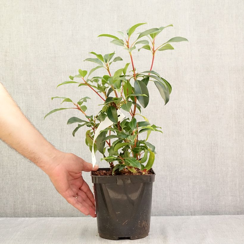 Exemplaar van Kalmia latifolia Keepsake - Lepeltjesboom Pot van 2 l/3 l zoals geleverd in de zomer