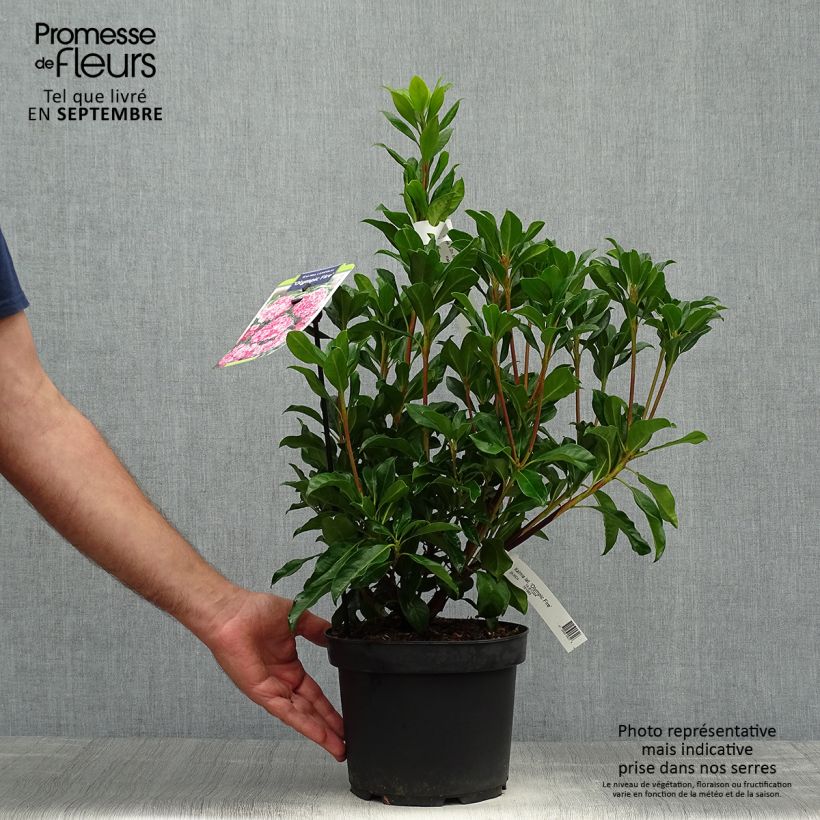 Exemplaar van Kalmia latifolia Olympic Fire - Lepeltjesboom Pot van 3 l/4 l zoals geleverd in de herfst