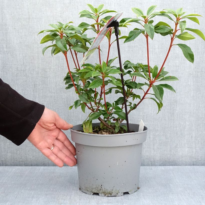 Example of Kalmia latifolia Otsbo Red - Lepeltjesboom Pot van 2 l/3 l as you get in printemps
