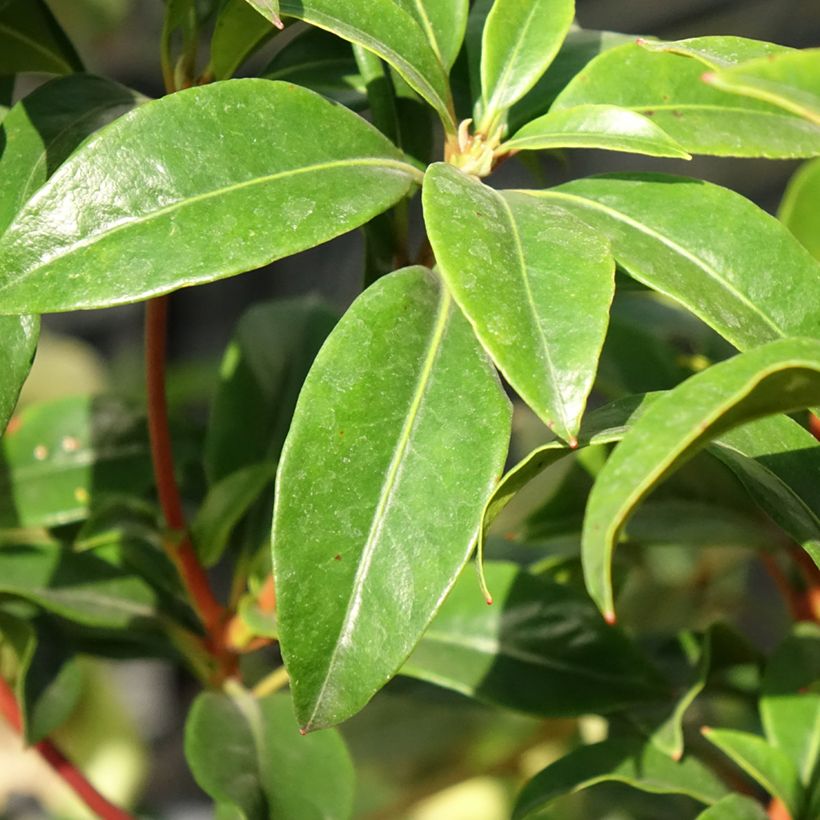 Kalmia latifolia Otsbo Red - Lepeltjesboom (Blad)
