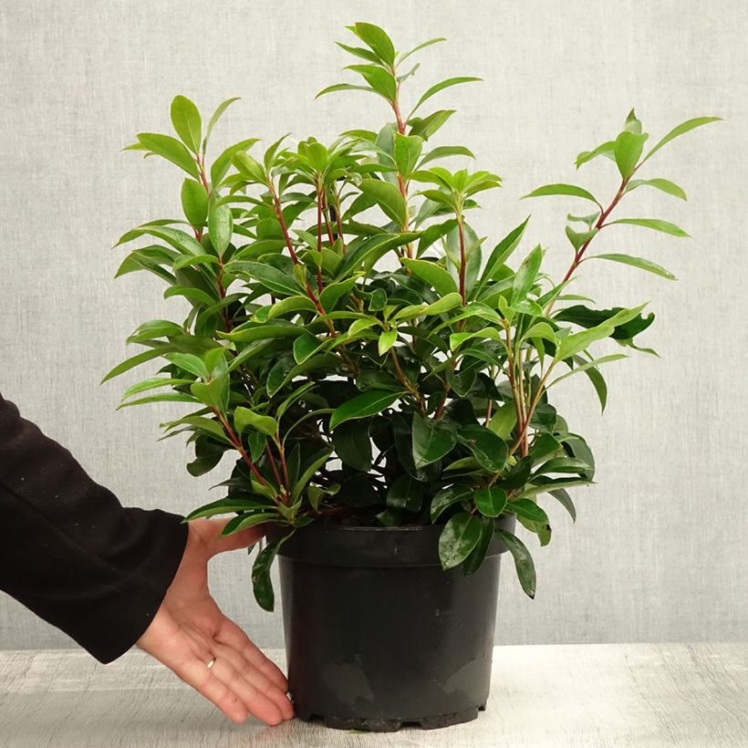 Exemplaar van Kalmia latifolia Peppermint - Lepeltjesboom Pot van 3 l/4 l zoals geleverd in de herfst