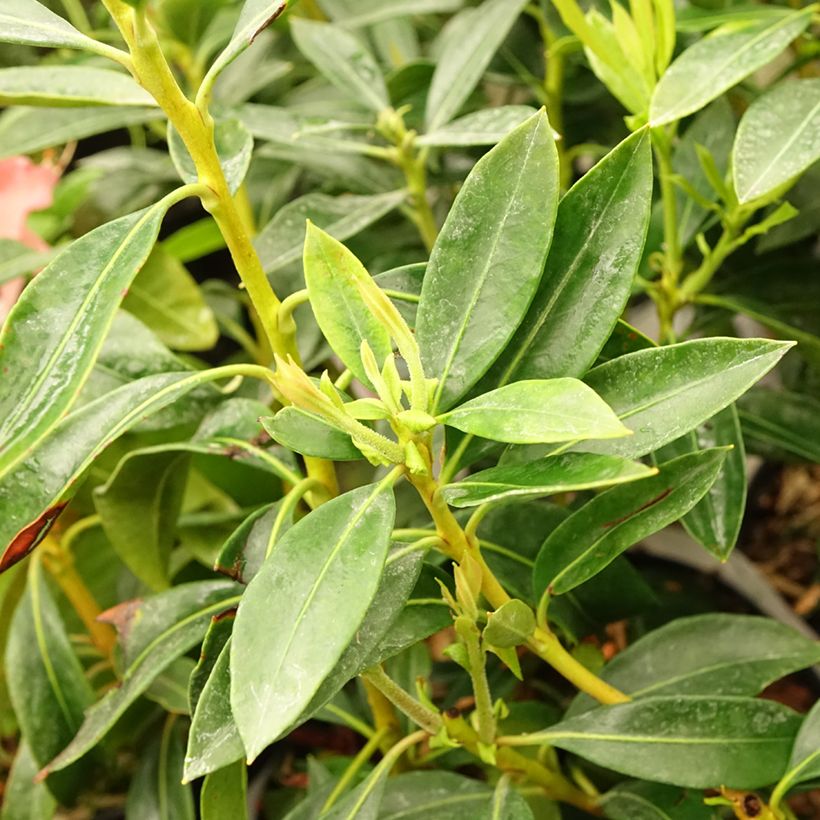 Kalmia latifolia Pinwheel - Lepeltjesboom (Blad)