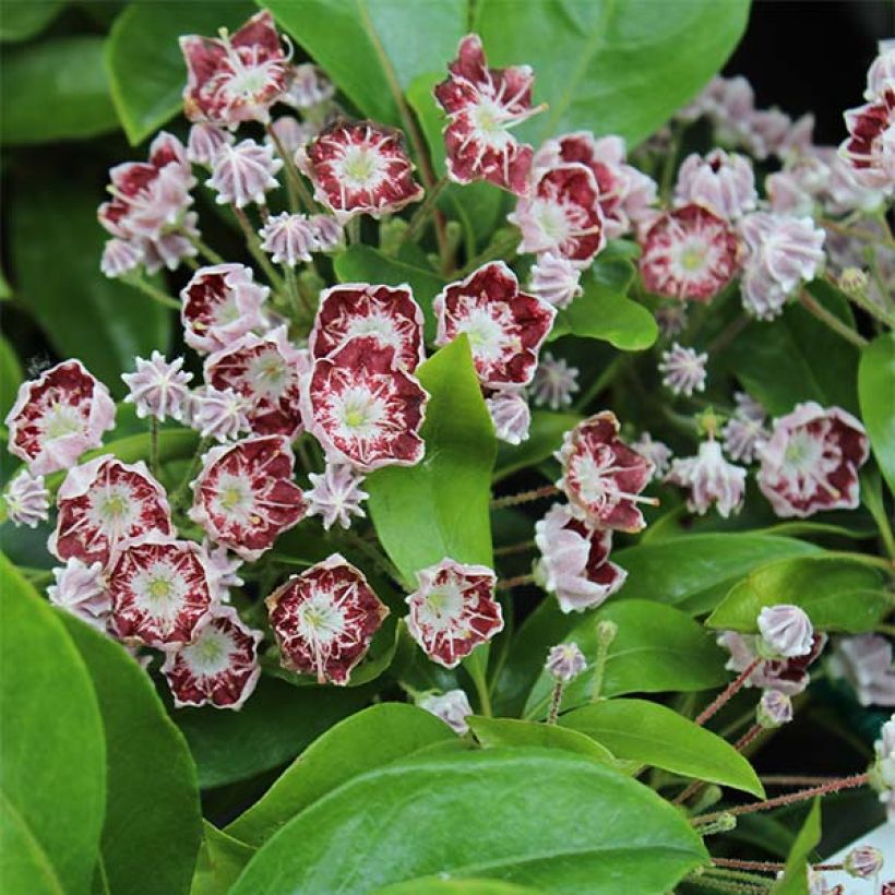 Kalmia latifolia Tad - Lepeltjesboom (Flowering)