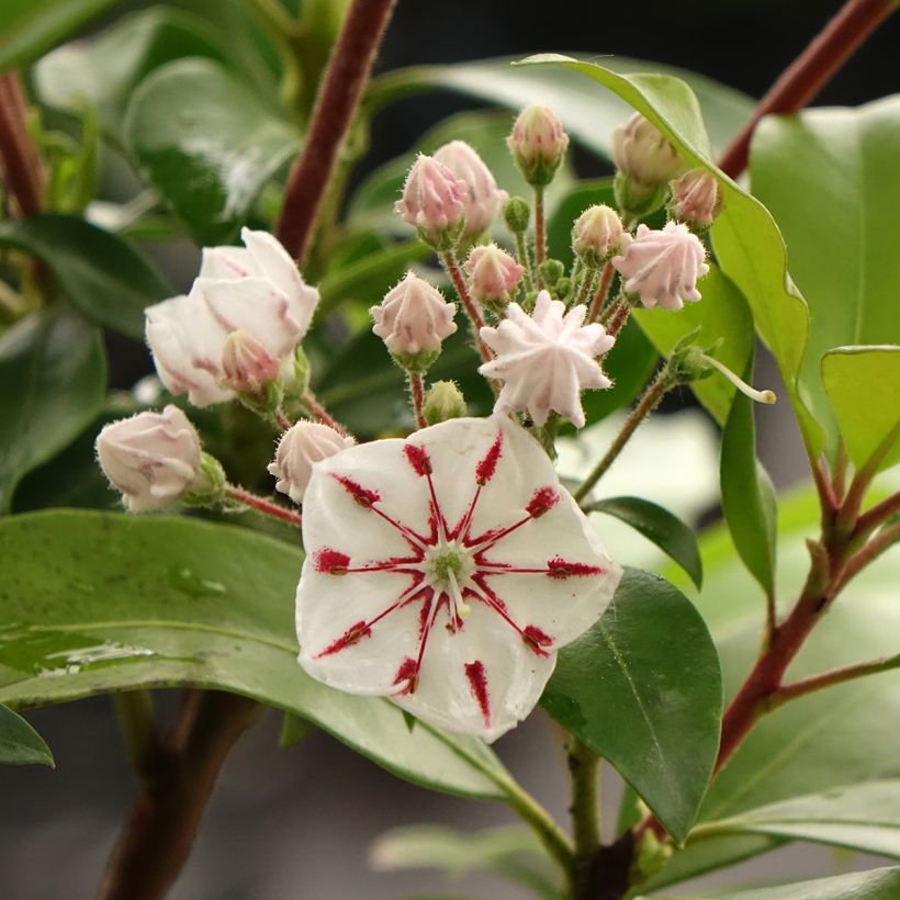 Kalmia latifolia Windmill - Lepeltjesboom (Bloei)