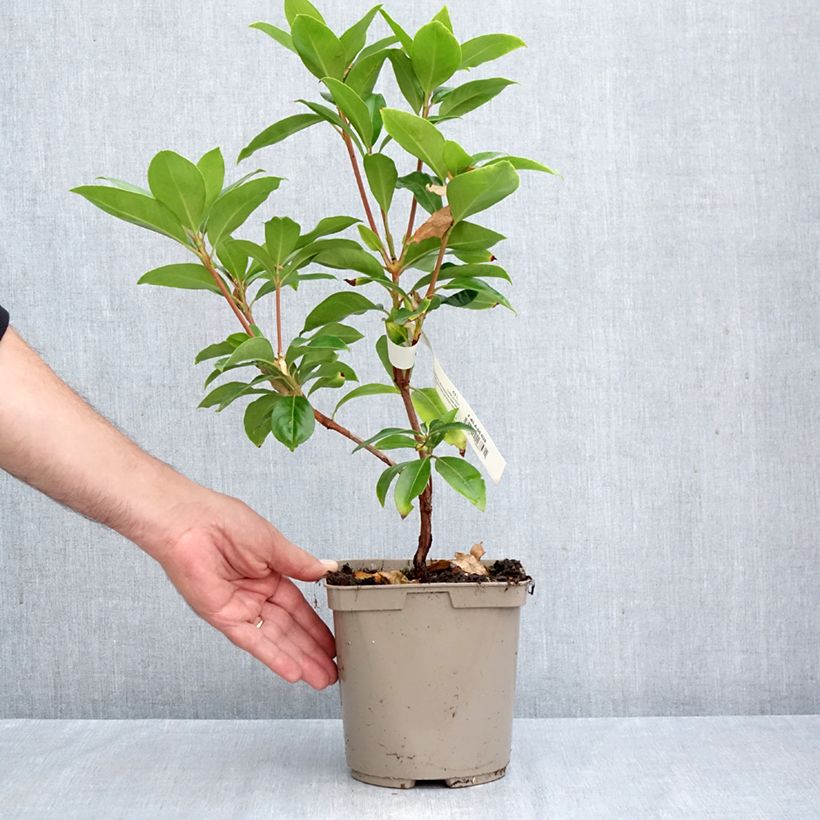 Exemplaar van Kalmia latifolia Windmill - Lepeltjesboom Pot van 3 l/4 l zoals geleverd in de herfst