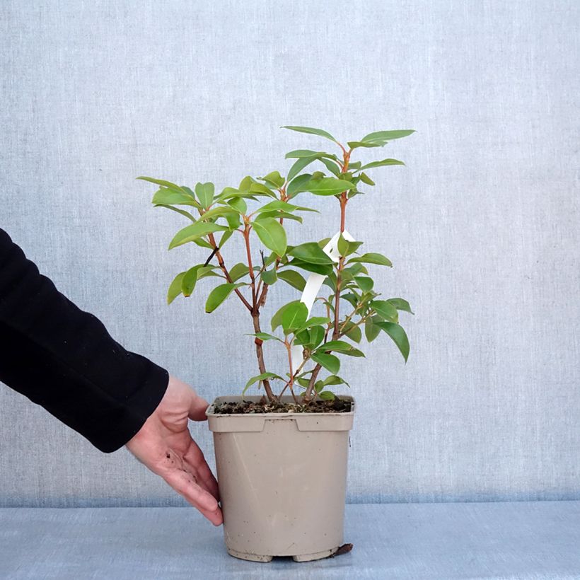Exemplaar van Kalmia latifolia Windmill - Laurier des montagnes Pot de 3L/4L zoals geleverd in de winter