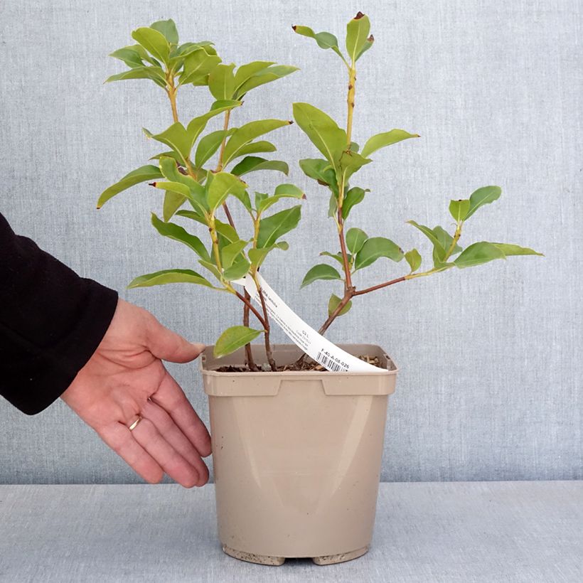 Example of Kalmia latifolia Windmill - Lepeltjesboom Pot van 3 l/4 l as you get in printemps