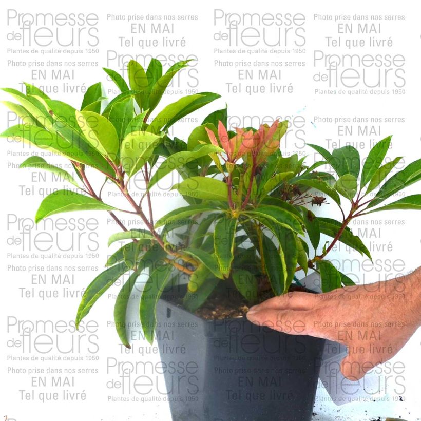 Voorbeeld van een exemplaar van Kalmia latifolia You Can - Lepeltjesboom Pot van 2 l/3 l zoals geleverd