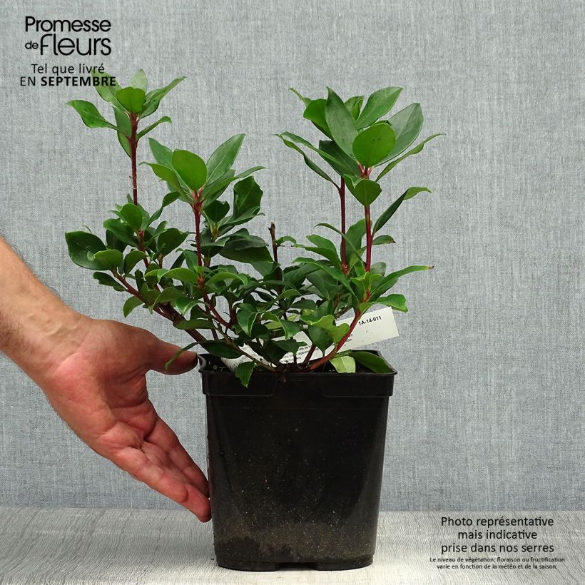 Exemplaar van Kalmia latifolia Zebulon - Lepeltjesboom Pot van 3 l/4 l zoals geleverd in de herfst