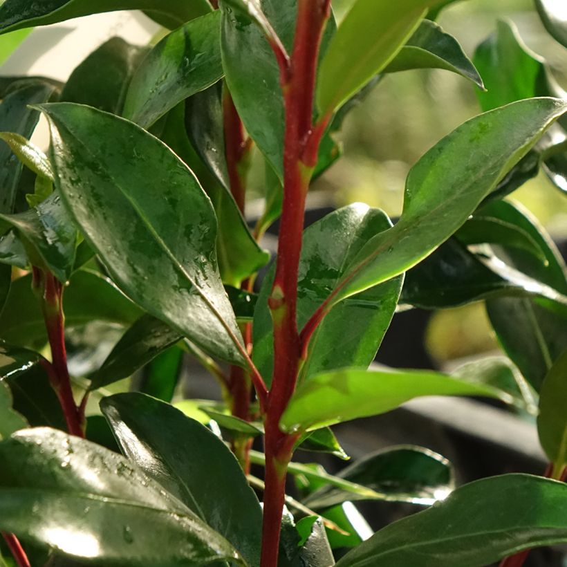 Kalmia latifolia Zebulon - Lepeltjesboom (Blad)