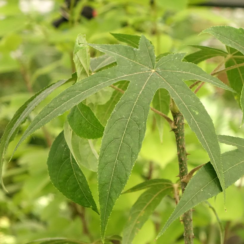 Kalopanax septemlobus Maximowiczii - Stekelboom (Blad)