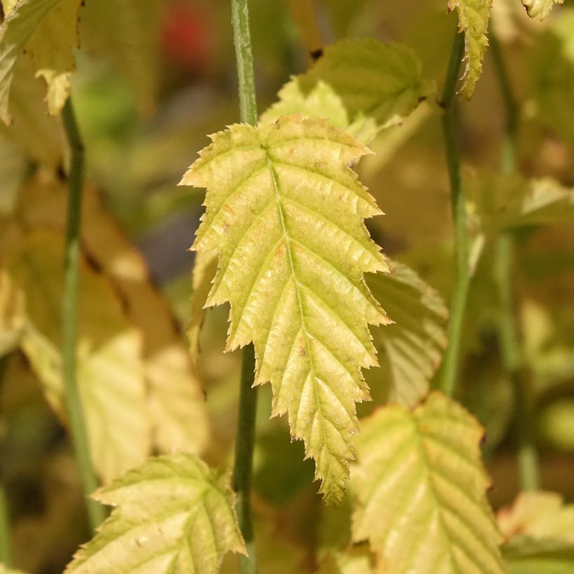 Kerria japonica - Ranonkelstruik (Blad)