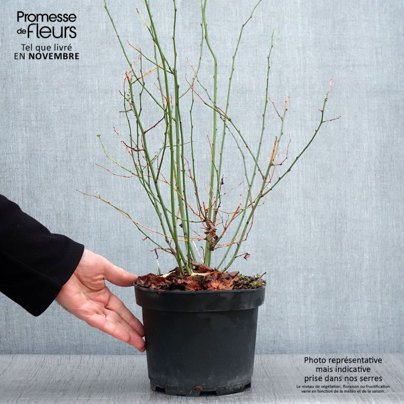 Exemplaar van Kerria Golden Guinea - Ranonkelstruik Pot van 2 l/3 l zoals geleverd in de herfst