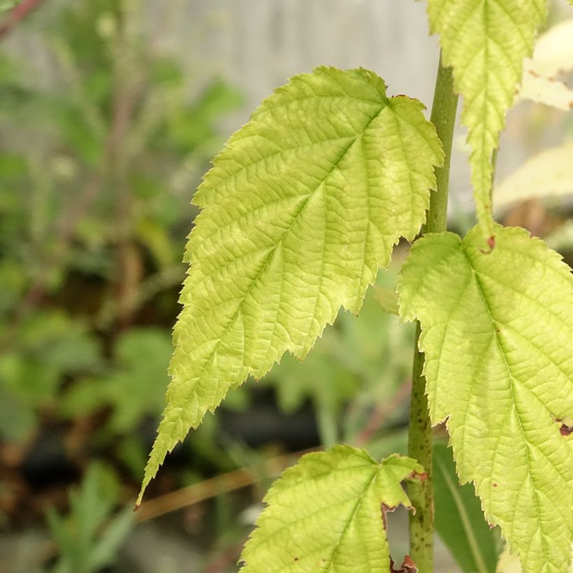 Kerria Golden Guinea - Ranonkelstruik (Blad)