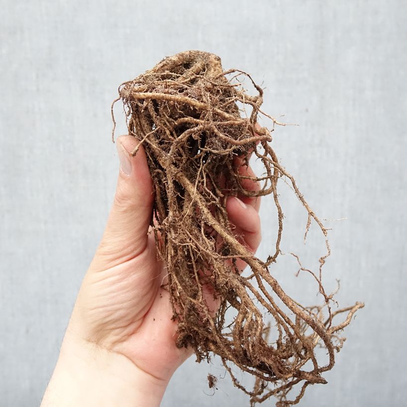 Exemplaar van Kirengeshoma palmata - Japanse wasbloem Naakte wortel zoals geleverd in de winter