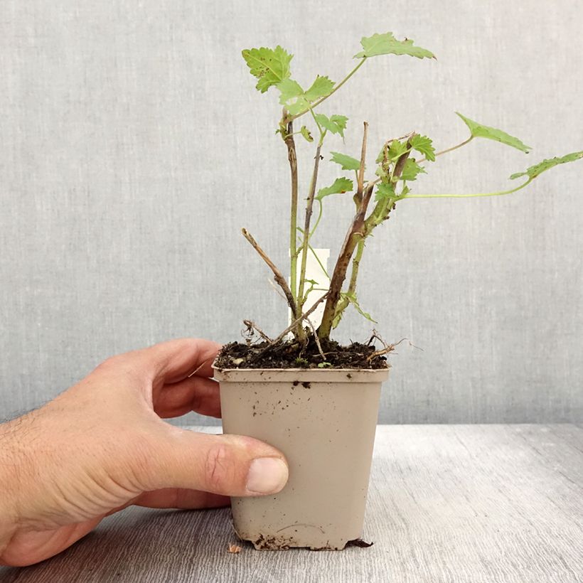 Exemplaar van Kitaibelia vitifolia - Wijnblad Kweekpotje van 8/9 cm zoals geleverd in de herfst
