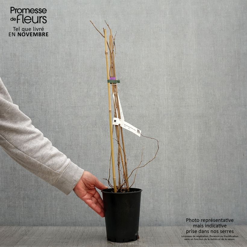 Exemplaar van Kiwibes - Actinidia arguta Fresh Jumbo (vrouwelijk) Pot van 2 l/3 l zoals geleverd in de herfst