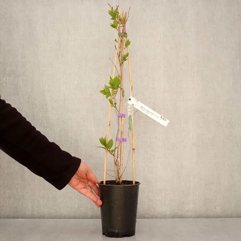 Example of Kiwibes - Actinidia arguta Fresh Jumbo (vrouwelijk) Pot van 2 l/3 l as you get in printemps