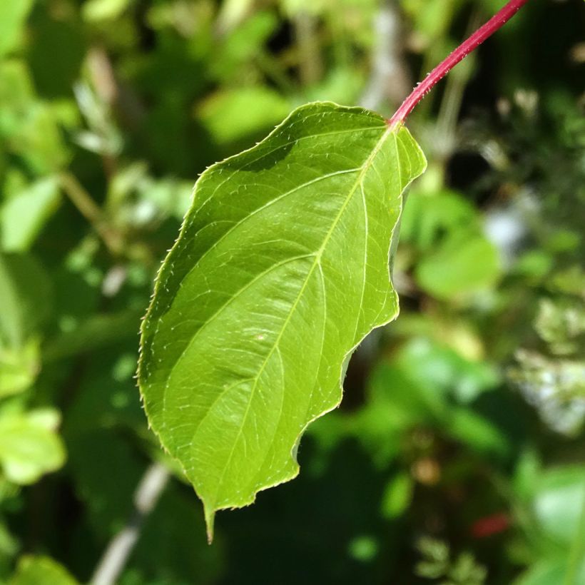 Kiwibes  - Actinidia arguta Romeo (mannelijk) (Blad)