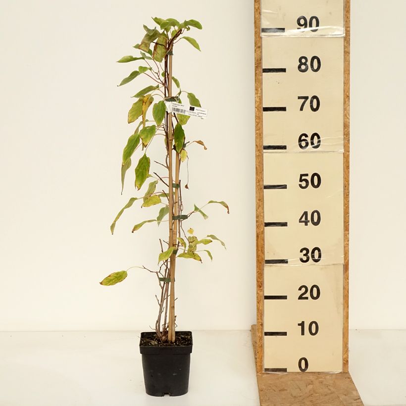 Exemplaar van Kiwibes - Actinidia arguta Weima Pot van 2 l/3 l zoals geleverd in de herfst