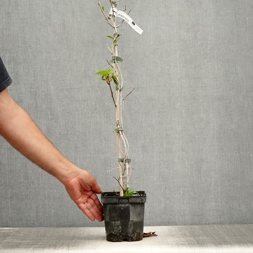 Exemplaar van Kiwibes - Actinidia arguta Weima Pot van 2 l/3 l zoals geleverd in de zomer