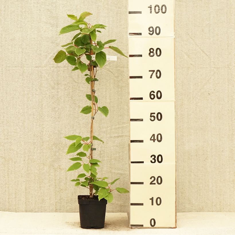Example of Kiwibes - Actinidia arguta Weima Pot van 2 l/3 l as you get in printemps