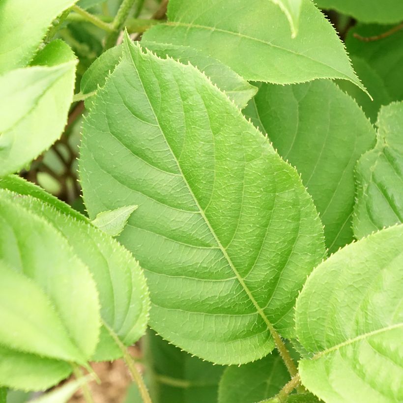 Kiwibes - Actinidia arguta Prince Jumbo (mannelijk) (Blad)