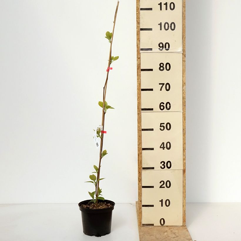 Example of Kiwi - Actinidia deliciosa Kiwi Wonder Pot van 3 l/4 l as you get in printemps