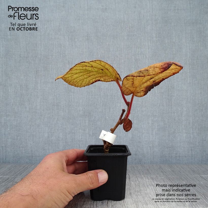 Exemplaar van Kiwi - Actinidia deliciosa Kiwidoo (vrouwelijk) Kweekpotje van 8/9 cm zoals geleverd in de herfst