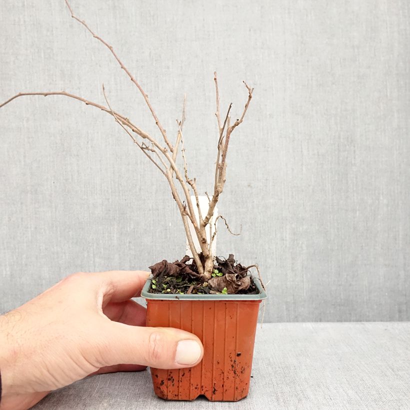 Exemplaar van Kiwibes - Actinidia arguta Ananasnaya (vrouwelijk) Kweekpotje van 8/9 cm zoals geleverd in de herfst