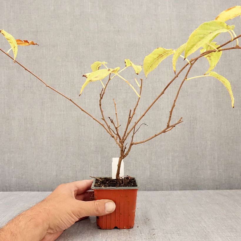 Exemplaar van Kiwibes - Actinidia arguta Ananasnaya (vrouwelijk) Kweekpotje van 8/9 cm zoals geleverd in de zomer