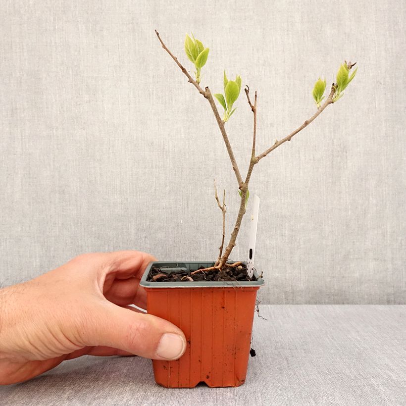 Example of Kiwibes - Actinidia arguta Ananasnaya (vrouwelijk) Kweekpotje van 8/9 cm as you get in printemps