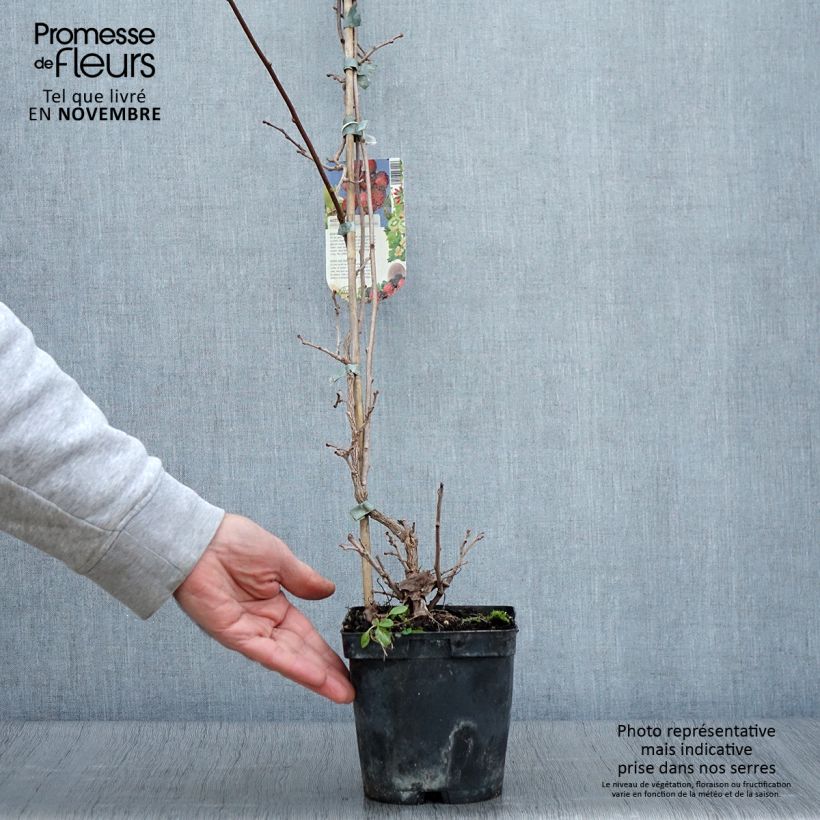 Exemplaar van Kiwibes - Actinidia arguta Ananasnaya (vrouwelijk) Pot van 1,5 l/2 l zoals geleverd in de herfst