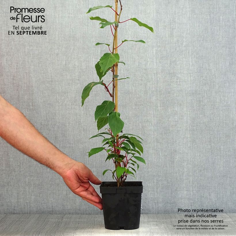 Exemplaar van Kiwibes - Actinidia arguta Ananasnaya (vrouwelijk) Pot van 1,5 l/2 l zoals geleverd in de zomer