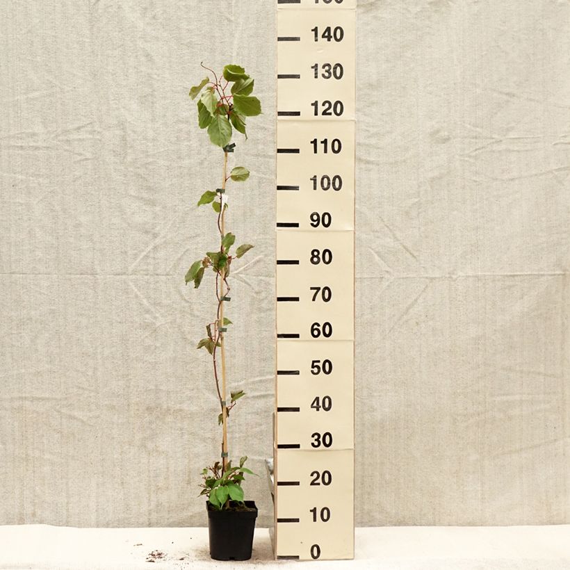 Example of Kiwibes - Actinidia arguta Ananasnaya (vrouwelijk) Pot van 1,5 l/2 l as you get in printemps